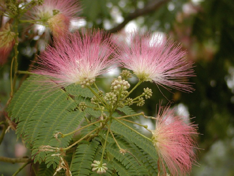 Albizia julibrissin seed